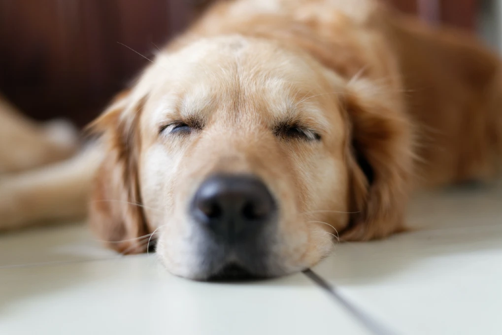 Golden Retriever peacefully sleeping on the floor, showcasing typical dogs sleep and dog rest behavior