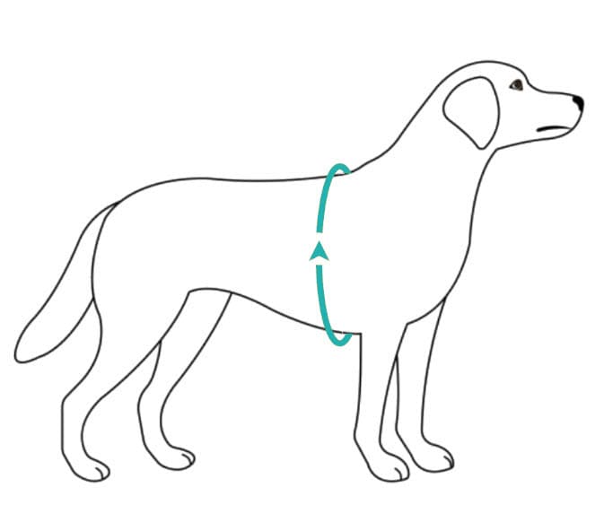 Image of a dog with an arrowed circle around the dog's girth, which is the measurement of the circumference of the dog's chest, taken immediately behind the front legs. This image illustrates the importance of measuring your dog's girth when choosing a harness.