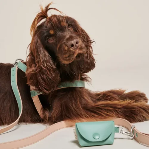 A series of minimalist and stylish dog walking accessories, made of vegan leather. The set includes a leash, harness, and poop bag holder, all handmade and crafted in Italy. The products come in a two-toned emerald and tan color combination, and are lightweight, nickel-free, and equipped with comfortable handles and D-rings for added convenience. Perfect for daily dog walks, the set ensures safety, control, and a cohesive and elegant look." subscriptions@greenbarkpets.com suggest alt text and title for leash and harness in the BO vegan leather series