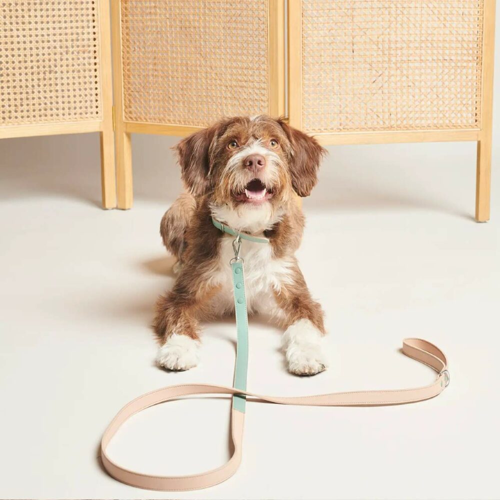 BO Vegan Leather Dog Leash by Pawness, lying on the floor in front of a calm and content dog.