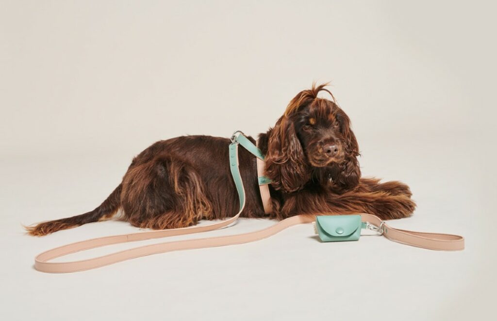 A dog wearing a Bo Vegan Leather Dog Harness and Leash set by Pawness, with a matching poop bag holder. The dog is lying down and looking at the camera