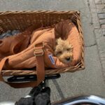 Lifestyle photo of a light brown Tadazhi Rio Soft-sided dog carrier placed in a bicycle basket with a small dog tucked inside. The carrier features adjustable straps and a comfortable interior for safe and convenient transportation. Warm sunlight overlays the image.