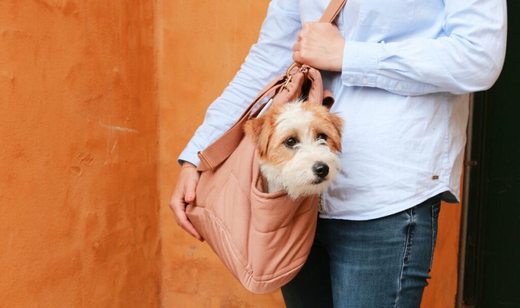 Product image of the Tadazhi Rio Soft-sided dog carrier in Light Brown, being carried over the shoulder with an adorable long-haired Jack Russell inside. Features adjustable straps and a comfortable interior for safe and convenient transportation.