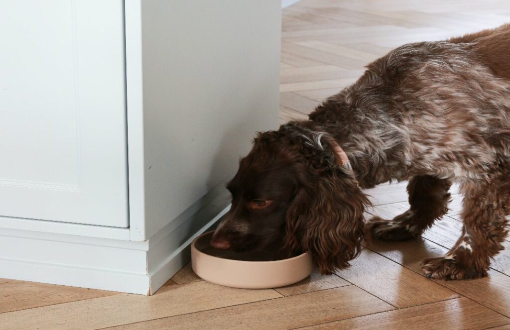 Dog eating food from Tadazhi's safe food-grade silicone, non-slip dog bowl