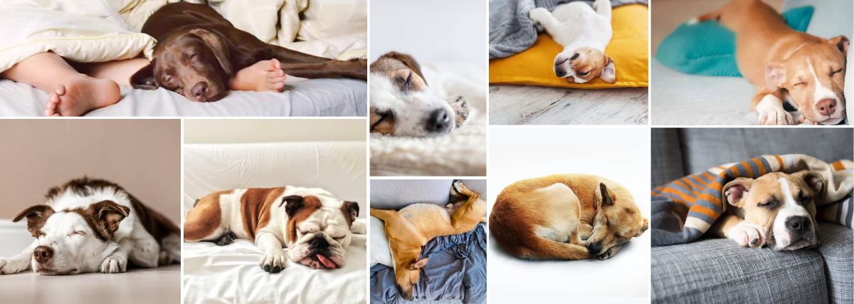 Collage of Dogs Sleeping and Resting in Various Dog Sleep Positions